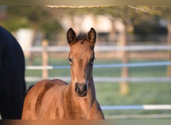 Hannoveraner, Stute, 15 Jahre, 16,2 hh, Brauner