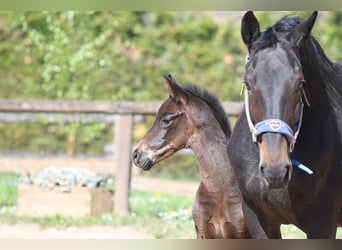 Hannoveraner, Stute, 15 Jahre, 16,2 hh, Brauner