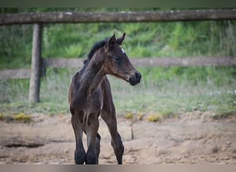 Hannoveraner, Stute, 15 Jahre, 16,2 hh, Brauner