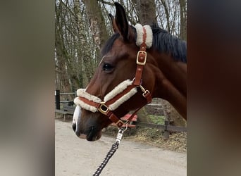 Hanoverian, Mare, 15 years, 16.2 hh, Brown