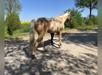 Hanoverian, Mare, 15 years, 16,2 hh, Chestnut-Red