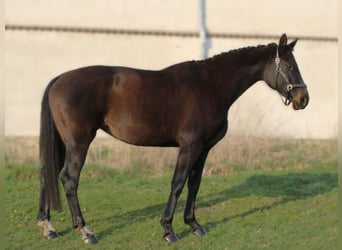 Hanoverian, Mare, 15 years, 16.2 hh, Smoky-Black