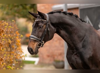 Hanoverian, Mare, 15 years, 16,3 hh, Bay-Dark