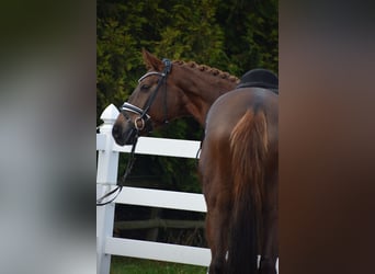 Hanoverian, Mare, 15 years, 16,3 hh, Chestnut