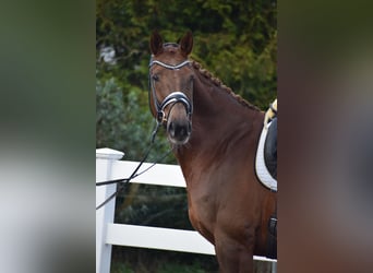 Hanoverian, Mare, 15 years, 16,3 hh, Chestnut