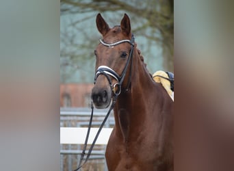 Hanoverian, Mare, 15 years, 16,3 hh, Chestnut