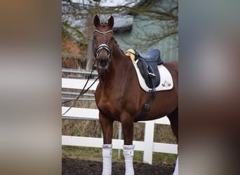 Hanoverian, Mare, 15 years, 16,3 hh, Chestnut