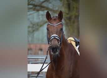 Hanoverian, Mare, 15 years, 16,3 hh, Chestnut