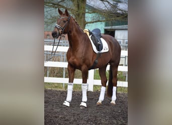 Hanoverian, Mare, 15 years, 16,3 hh, Chestnut