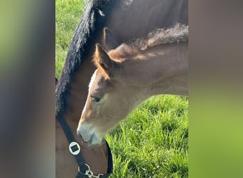 Hanoverian, Mare, 15 years, 16 hh, Brown