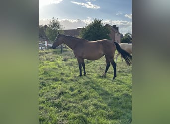 Hanoverian, Mare, 15 years, 16 hh, Brown