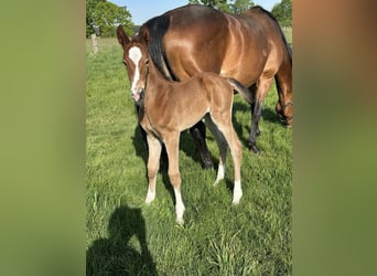 Hanoverian, Mare, 15 years, 16 hh, Brown