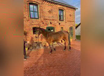 Hanoverian, Mare, 15 years, 16 hh, Brown