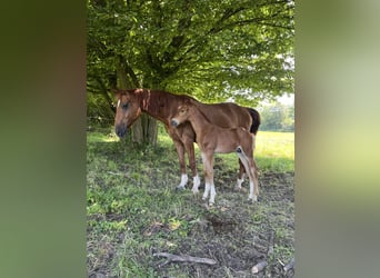 Hanoverian, Mare, 15 years, 16 hh, Chestnut-Red