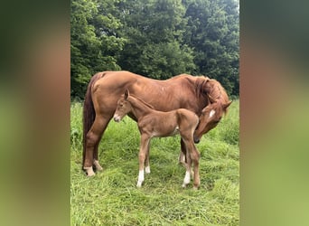 Hanoverian, Mare, 15 years, 16 hh, Chestnut-Red