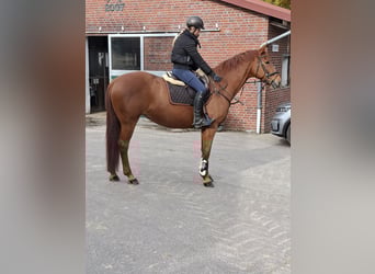 Hanoverian, Mare, 15 years, 16,1 hh, Chestnut-Red