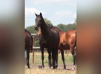 Hanoverian, Mare, 15 years, 16,1 hh, Smoky-Black