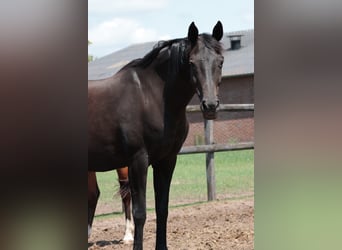 Hanoverian, Mare, 15 years, 16,1 hh, Smoky-Black