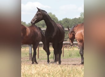 Hanoverian, Mare, 15 years, 16,1 hh, Smoky-Black