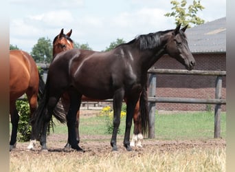Hanoverian, Mare, 15 years, 16,1 hh, Smoky-Black
