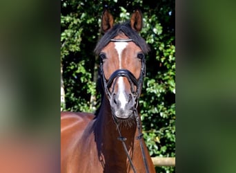 Hanoverian, Mare, 15 years, 16,2 hh, Brown