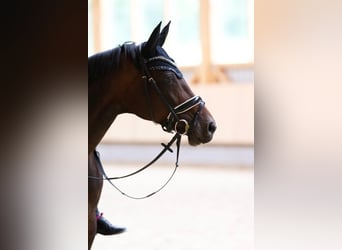 Hanoverian, Mare, 15 years, 16,2 hh, Brown