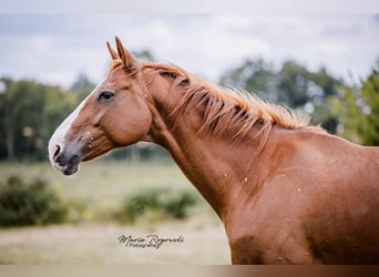 Hanoverian, Mare, 15 years, 16,2 hh, Chestnut-Red