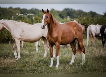 Hanoverian, Mare, 15 years, 16,2 hh, Chestnut-Red