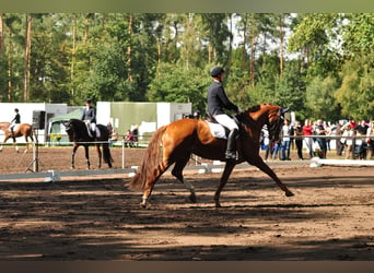 Hanoverian, Mare, 15 years, 17,1 hh, Chestnut-Red