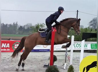 Hanoverian, Mare, 15 years, 17,1 hh, Chestnut-Red