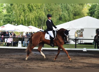 Hanoverian, Mare, 15 years, 17,1 hh, Chestnut-Red