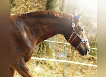 Hanoverian, Mare, 15 years, 17,2 hh, Chestnut