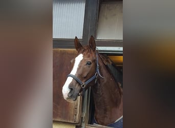 Hanoverian, Mare, 15 years, 17,2 hh, Chestnut