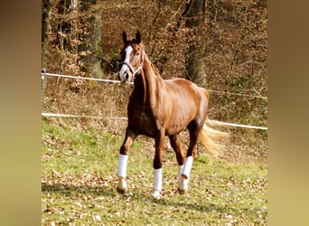 Hanoverian, Mare, 15 years, 17,2 hh, Chestnut