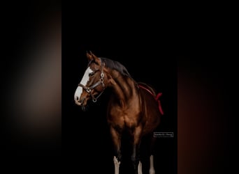 Hanoverian, Mare, 15 years, 17 hh, Brown