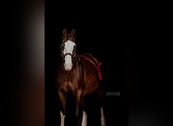 Hanoverian, Mare, 15 years, 17 hh, Brown