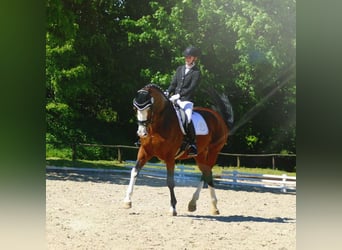 Hanoverian, Mare, 15 years, 17 hh, Brown