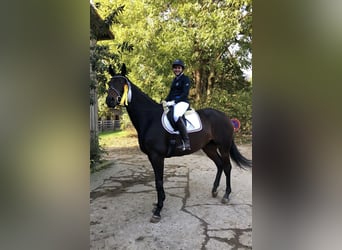 Hanoverian, Mare, 15 years, 17 hh, Brown