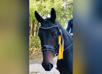 Hanoverian, Mare, 15 years, 17 hh, Brown