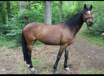 Hanoverian, Mare, 15 years, Brown