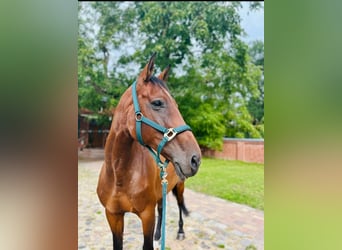 Hanoverian, Mare, 15 years, Brown