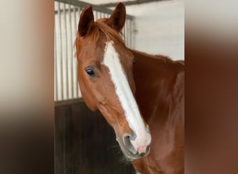 Hanoverian, Mare, 16 years, 15.2 hh, Sorrel