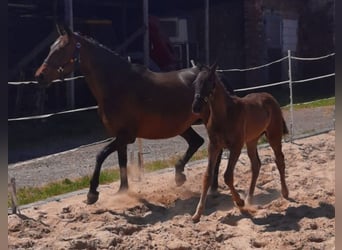 Hanoverian, Mare, 16 years, 15.3 hh, Brown