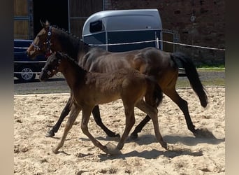 Hanoverian, Mare, 16 years, 15.3 hh, Brown