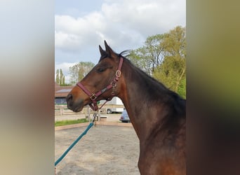 Hanoverian, Mare, 16 years, 15.3 hh