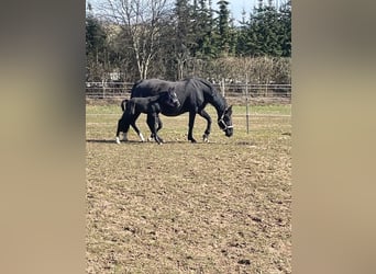 Hanoverian, Mare, 16 years, 15,1 hh, Black
