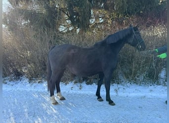 Hanoverian, Mare, 16 years, 15,1 hh, Black