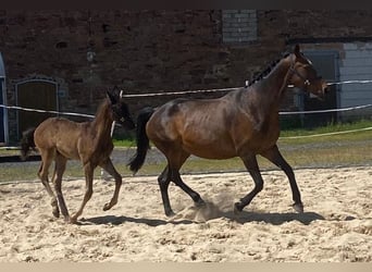 Hanoverian, Mare, 16 years, 15,3 hh, Brown
