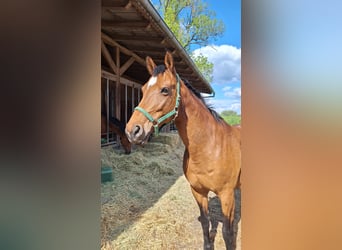 Hanoverian, Mare, 16 years, 16,1 hh, Brown