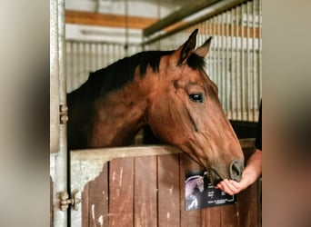 Hanoverian, Mare, 16 years, 16,1 hh, Brown